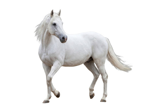 Majestic white Arabian horse with a flowing mane gracefully walking.