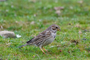 Fototapeta premium a corn bunting (miliaria calandra) standing alertly in a grassy balkan field, showcasing its detailed brown speckled plumage and characteristic thick beak against a natural green background.