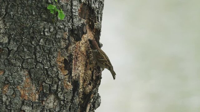 Sparrows feed on worms found in the bark of trees along the riverbank. Slow motion video