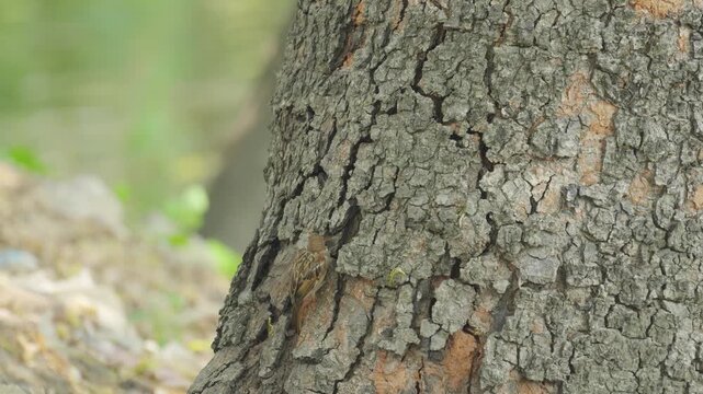Sparrows feed on worms found inside tree bark. Slow motion video