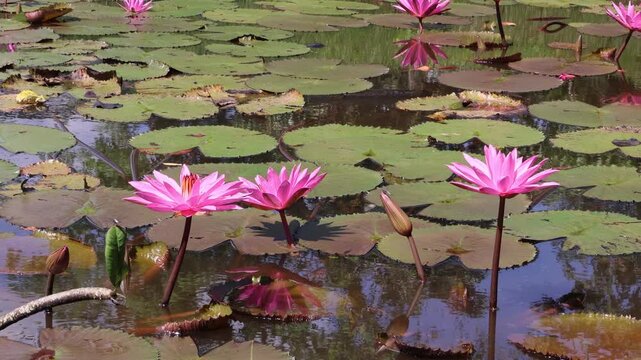 ​A blooming pink water lily (Nymphaea) grows elegantly in a sunny pond, showcasing its vibrant petals and floating green leaves in a serene natural aquatic environment during a bright summer day.