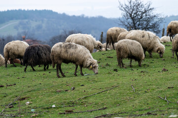 Fototapeta premium a mixed flock of white and black sheep grazing on a green balkan hillside; the animals are captured in high detail as they feed on a rugged spring pasture against a backdrop of rolling hills 
