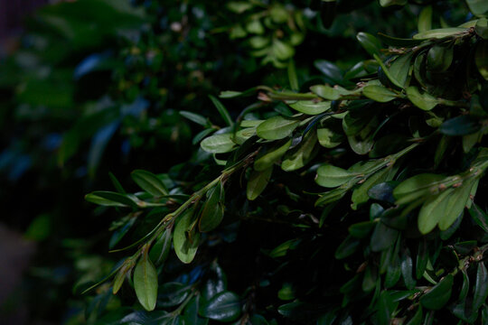 Colchis boxwood. Close-up of fresh green leaves on a blurred nature background. Green branches of nature.