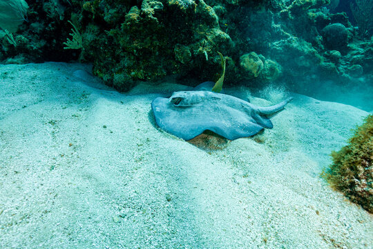 Honduras, Utila, Caribbean Whiptail Stingray (Styracura schmardae)