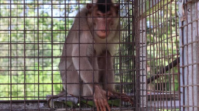 ​Southern pig-tailed macaque sitting inside a rusty iron cage at a wildlife rescue center or zoo with blurred green trees in the background, showing a sad expression through the metal bars.