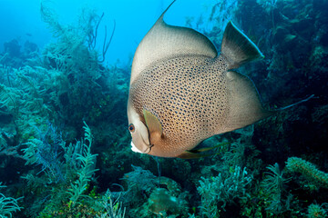 Honduras, Utila, Grey Angelfish (Pomacanthus arcuatus) © Luigi