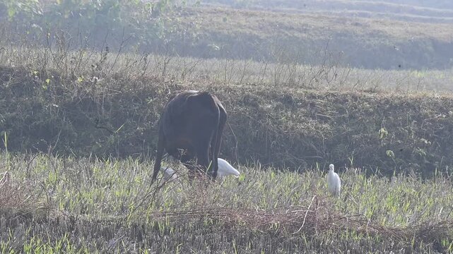 A cow is grazing in a meadow alongside white Great Egret. Here, the animals and birds are busy foraging together; occasionally, these birds even feed on the parasites found on the cow's body. 