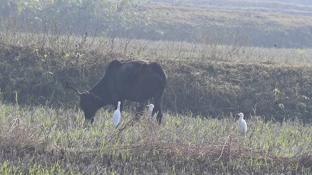 A cow is grazing in a meadow alongside white Great Egret. Here, the animals and birds are busy foraging together; occasionally, these birds even feed on the parasites found on the cow's body. 