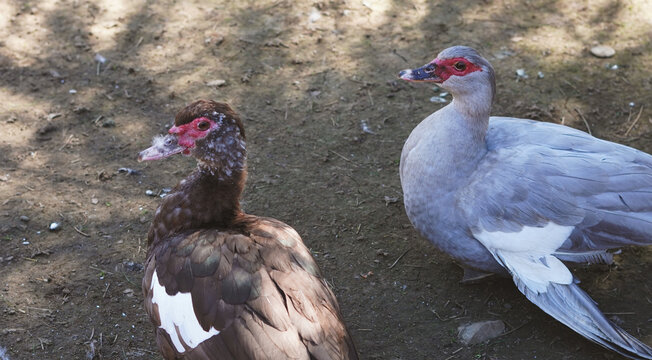 Two ducks with distinctive plumage standing on ground in natural setting