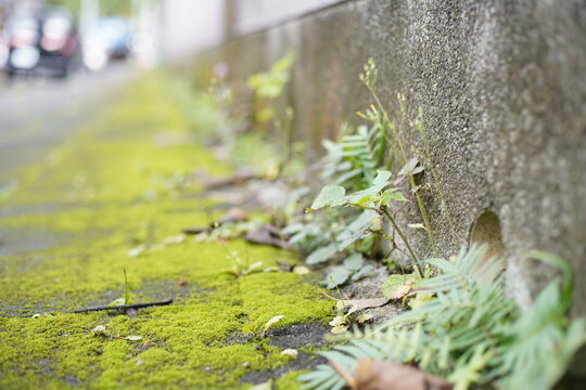 Moss and weeds growing on urban concrete sidewalk