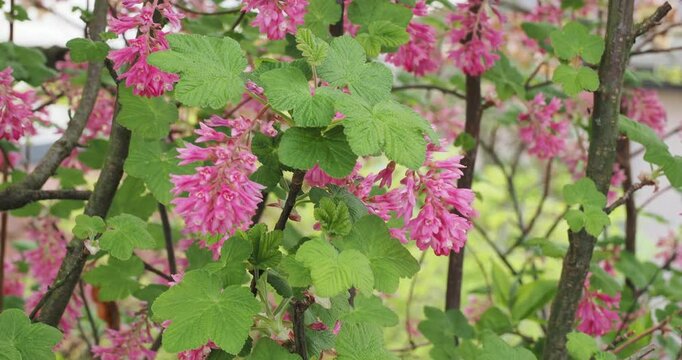 Ribes sanguineum | American currant - Redflowering currant, Pink winter currant. Ornamental shrub adorned with clusters of small flowers tassel-like between palmately lobed green leaves
