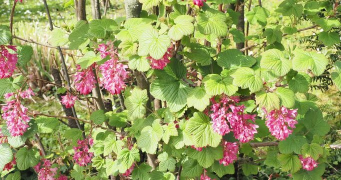 Pink Winter Currant or Blood Currant (Ribes sanguineum) Ornamental shrub adorned with rosy and pale pink bell-shaped flowers grouped in pompons dangling above lobed green foliage