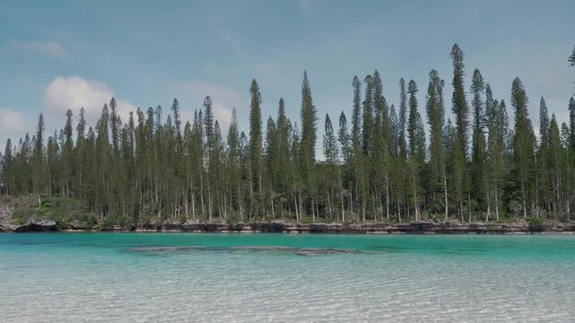 Cinematic aerial view of turquoise natural pool and araucaria pine trees on Isle of Pines in New Caledonia