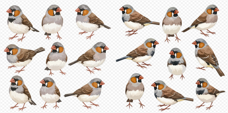 Collection of zebra finch birds in various poses on a transparent background.