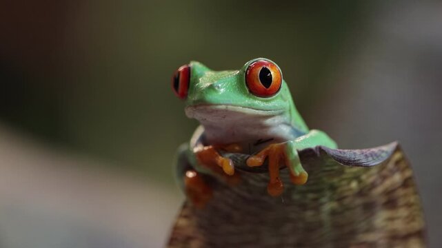 Footage Red-eyed tree frog climbing on leaves, Red-eyed tree frog (Agalychnis callidryas) closeup on leaves, Green tree frog footage