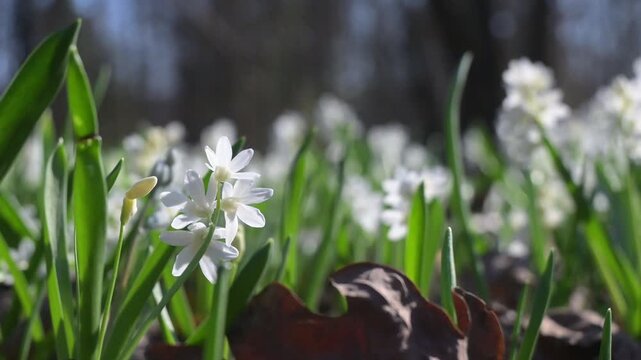 White Scilla mischtschenkoana flowers swaying in the wind, spring forest