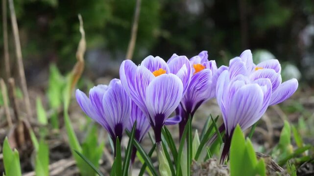 Lilac crocus flowers swaying in the wind on spring forest floor, orange stamens