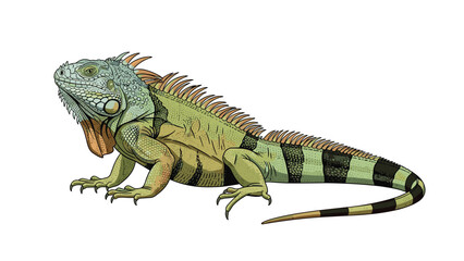 Fototapeta premium Detailed side view illustration of a green iguana with its characteristic spikes, scales, and long tail on a white background.