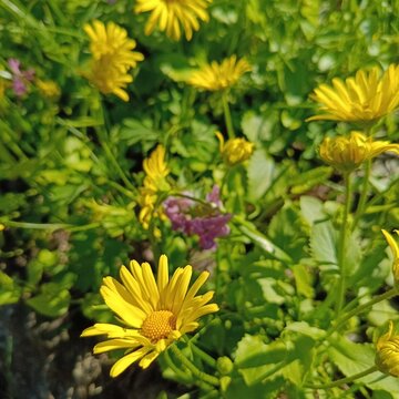 Blooming doronicum orientale with bright flowers.yellow chamomile flowers with long petals close up,wild flower,beauty in nature.Springtime blooms.Spring background