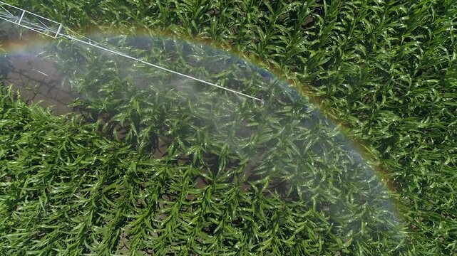 Top down aerial view of irrigation system spraying water over green corn plants with rainbow in mist, showing agricultural watering process