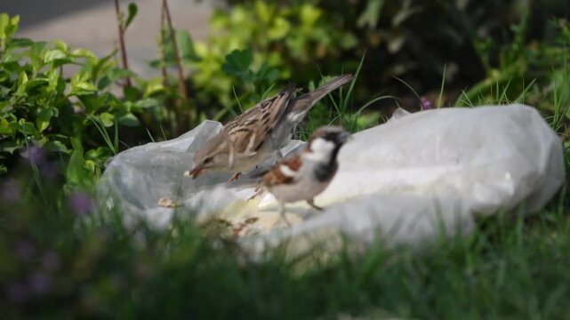 Close-up of two house sparrows feeding on food placed on a bag in a garden setting. Concept of urban wildlife and bird feeding behavior.