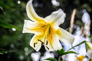 Weiße Lilie im Garten – Lilium Blüte Nahaufnahme © Manuel