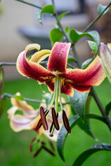 Türkenbund-Lilie (Lilium martagon) – Wildlilie in Nahaufnahme © Manuel