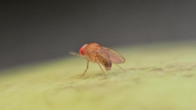 Macro Close Up of Fruit Fly Landing Moving and Taking Off on Surface with Detailed Wings and Shallow Depth of Field