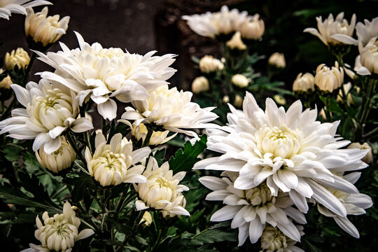 Wei&szlig;e Chrysanthemen im Garten &ndash; Herbstblumen Nahaufnahme