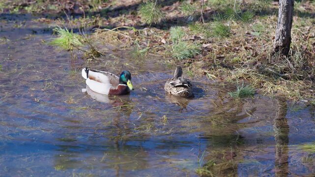 Waterfowl resting nearby. Mallard ducks relax by water. Pair of mallards take rest by pond. Tranquil scene of male and female mallards peacefully sitting beside pond