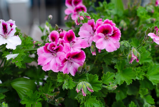 Brightly colored flowers bloom in a garden box during springtime in a residential area