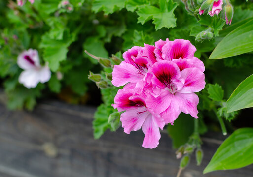 Brightly colored flowers bloom in a garden box during springtime in a residential area