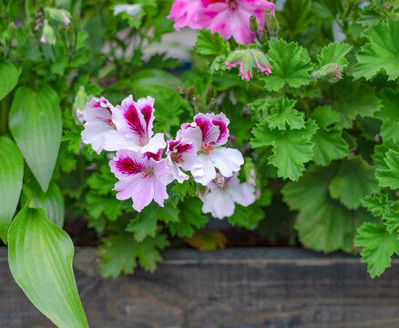 Brightly colored flowers bloom in a garden box during springtime in a residential area
