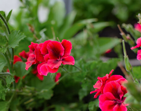 Brightly colored flowers bloom in a garden box during springtime in a residential area