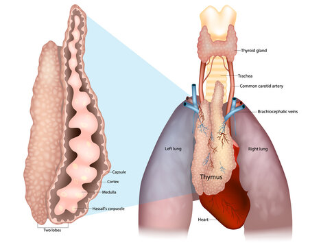 Thymus Anatomy and Histological Structure Medical Illustration with Lungs and Heart. Thymus Gland Structure with Cortex Medulla and Hassall Corpuscles