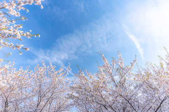 桜　青空　コピースペース