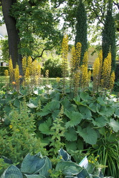 Flowering Ligularia przewalskii with bright yellow inflorescences on a long stem .Flower background
