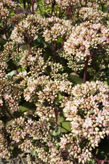 Fototapeta premium Colorful summer flowerbed filled with Pink and cream Hylotelephium Matrona or Sedum telephium Matrona in the flower garden.orpine, stonecrop.Flower background