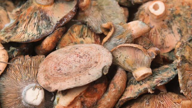 Close up motion of freshly picked saffron milk cap mushrooms displaying vibrant colors.