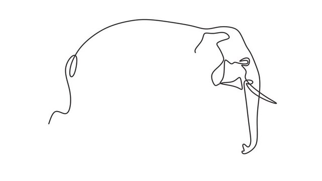 Animated self drawing of continuous line draw of Elephant. Full length one line animation. 4K	