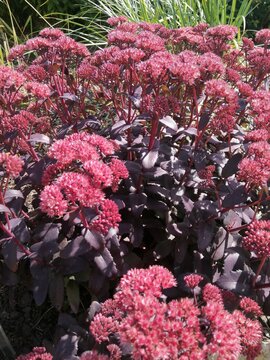 maroon blooming Hylotelephium spectabile or Sedum Purple Emperor in summer garden.purple stonecrop sedum perennial plant,natural wallpaper,flower background,Natural close up photo