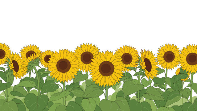 Bright yellow sunflower field with green leaves forming a horizontal border at the bottom, creating a warm and sunny floral background for summer.