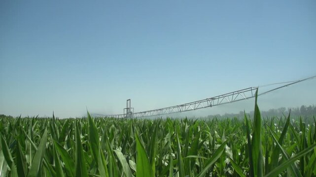 Irrigation system watering a corn field on a sunny day, showing agricultural sprinkler machine and crop growth in farmland
