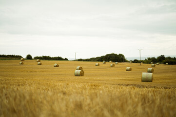 Fototapeta premium Round hay bales on a field. Midsummer collection of dry hay.