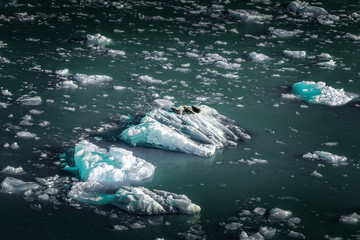 Resting seals on drifting ice floes in Alaska’s Endicott Arm © Martina