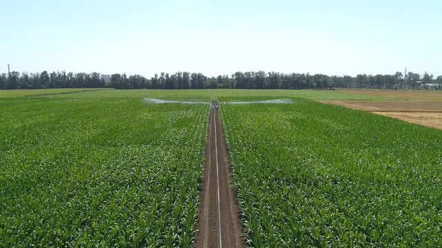 Aerial view of irrigation system watering a corn field, showing agricultural landscape and crop cultivation from above
