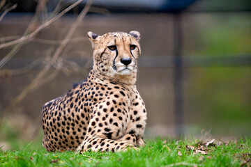 A majestic cheetah rests in vibrant green grass, its gaze calm and watchful, with a soft, blurred natural background emphasizing its wild beauty. © erwin