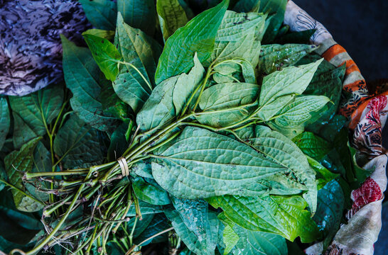 Betel leaves (Piper betle), commonly used in Asian cuisine and traditional medicine for sale at the farmers market 