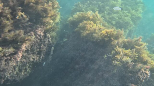 Underwater ocean sunrays over rocks and seaweed with small jellyfish and shimmering surface