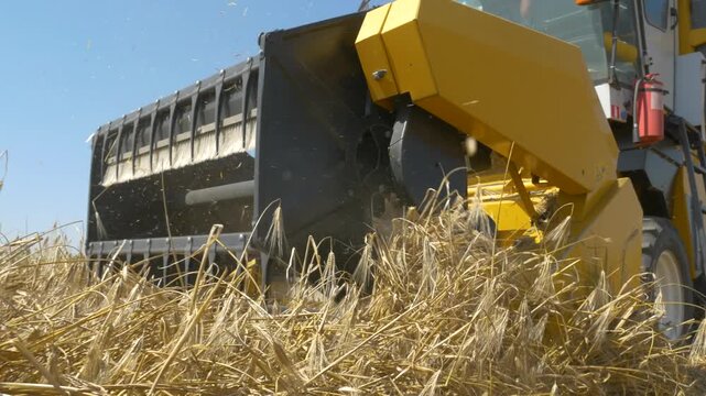 Low angle view of combine harvester header cutting ripe wheat with grain heads in foreground, agricultural machinery harvesting crops in field